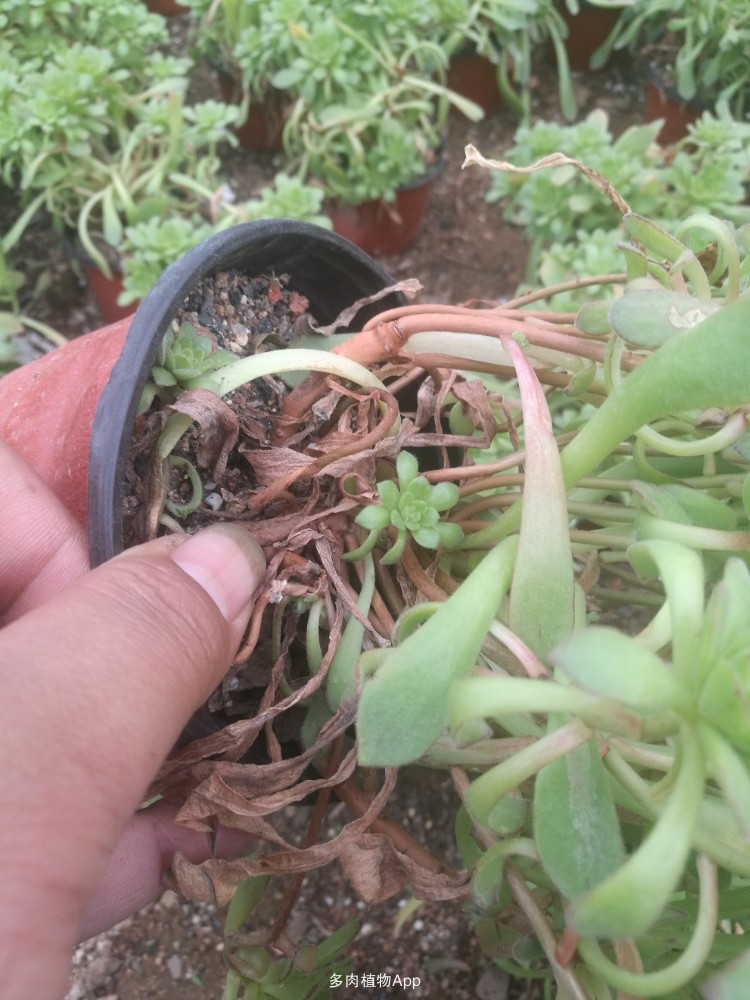 BJL平台官网|回顾中国板材十大品牌精材艺匠2016年足迹(图2) BJL平台官网