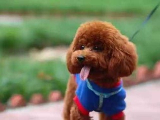 大果紫檀小批量成交为主|BJL平台(图1) BJL平台